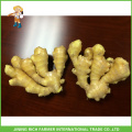 Fresh Fat Ginger 150g Good Quality Ginger